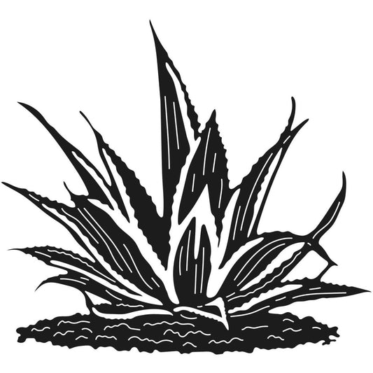 Aloe Vera Plants 23