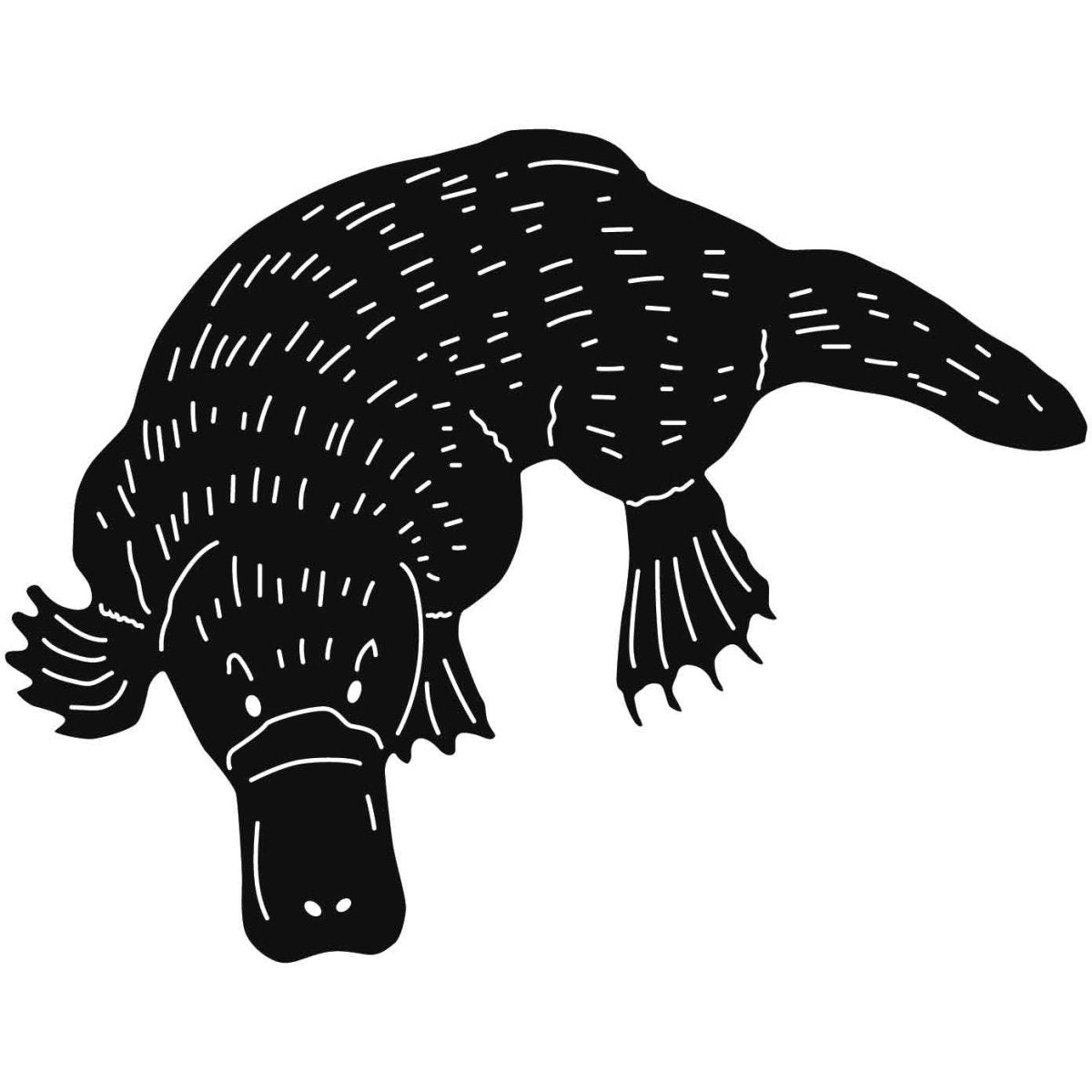 Australian Duck-billed Platypus 08