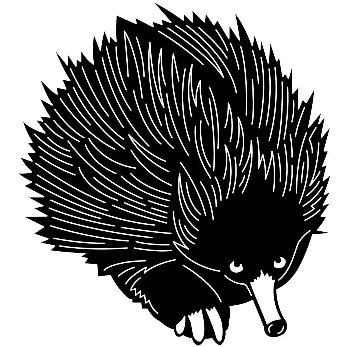 Australian Echidnas 01