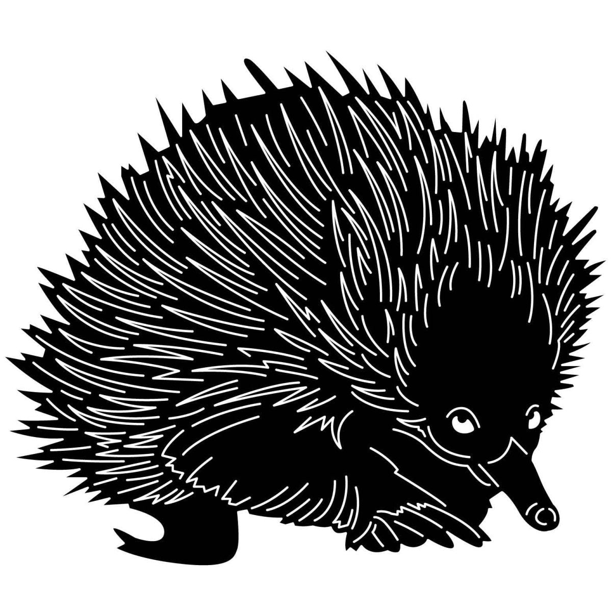 Australian Echidnas 02