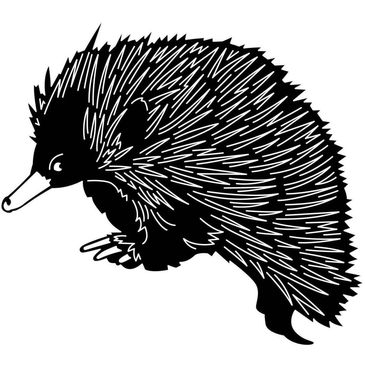 Australian Echidnas 05