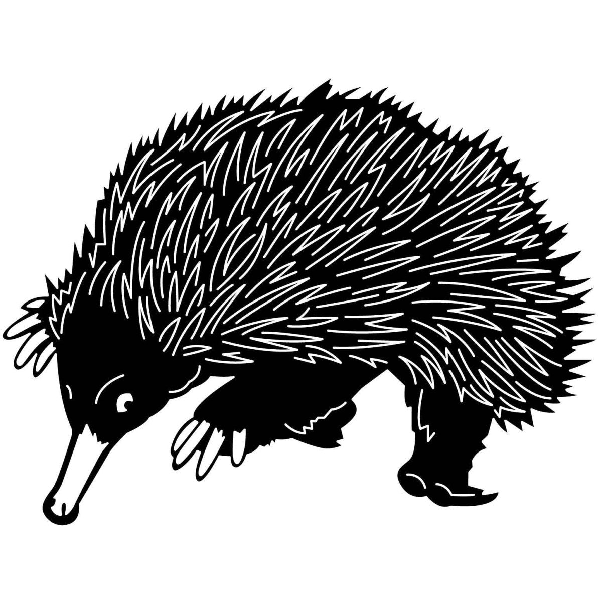 Australian Echidnas 06