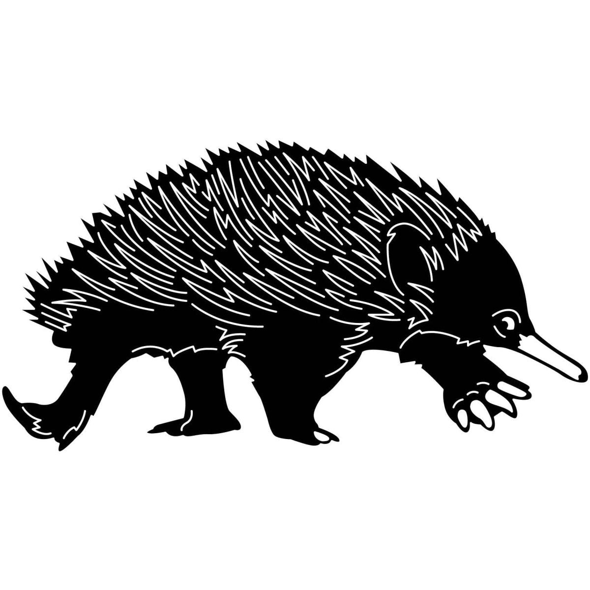 Australian Echidnas 07