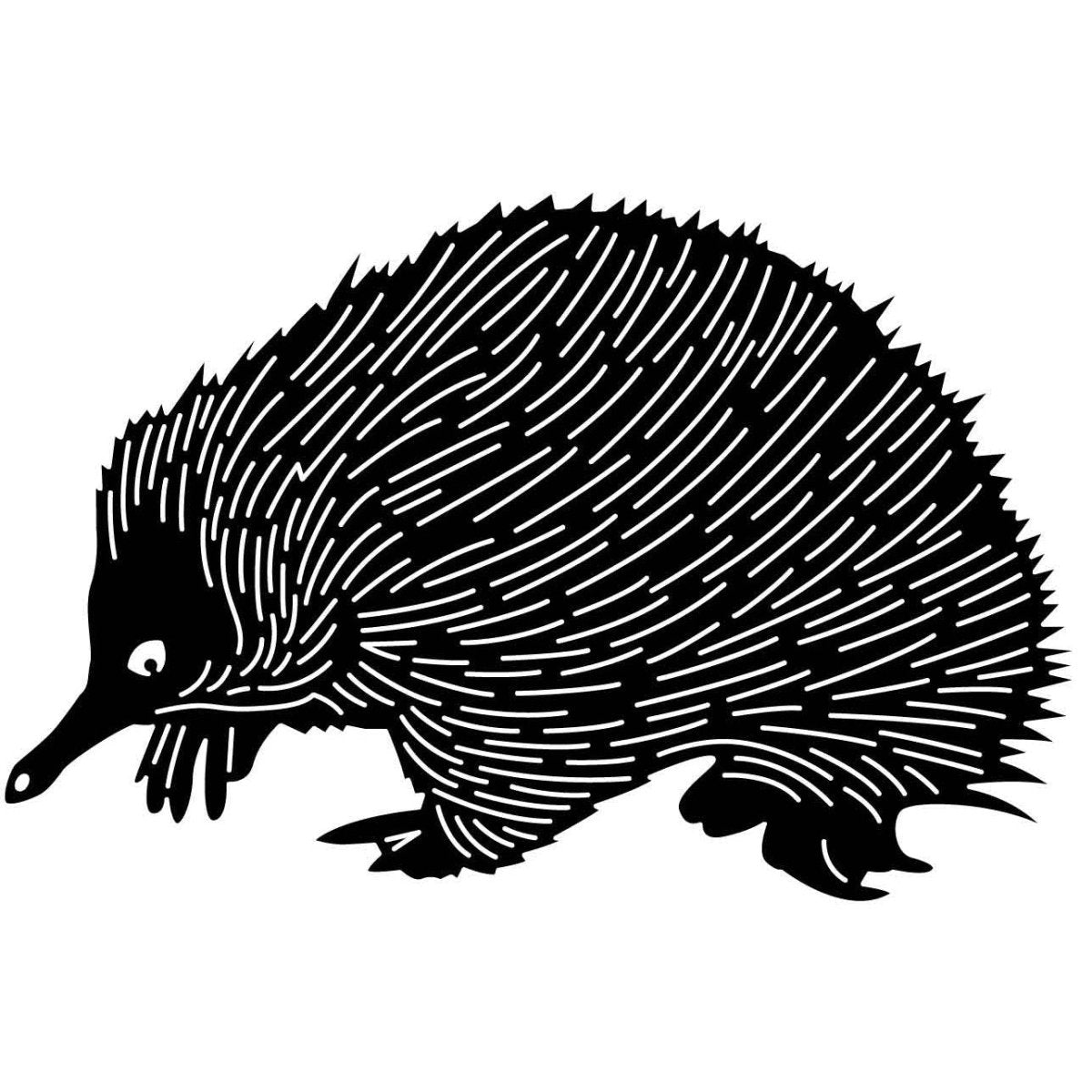 Australian Echidnas 08