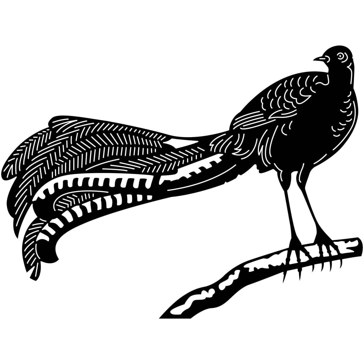 Australian Lyrebirds 10