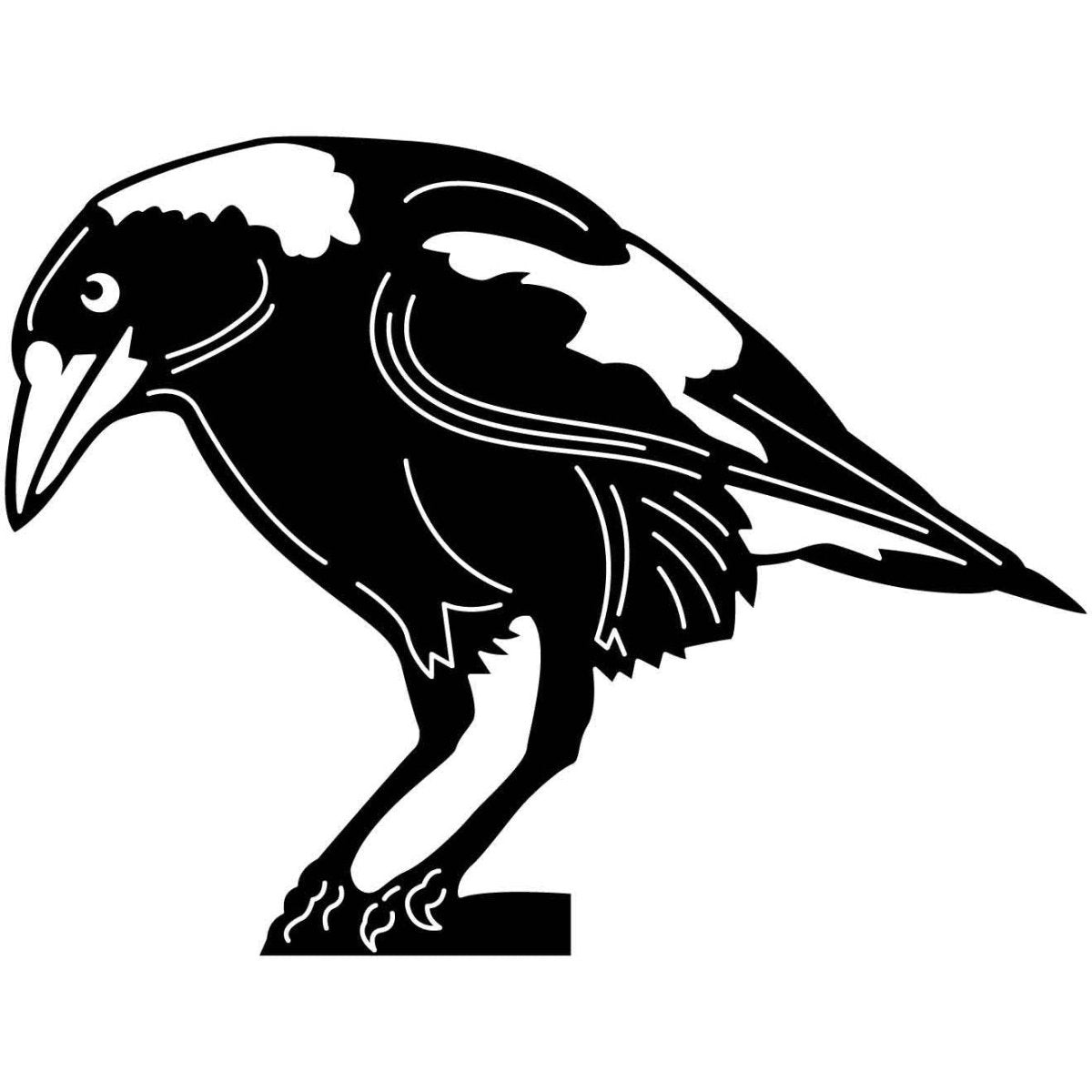 Australian Magpies 07