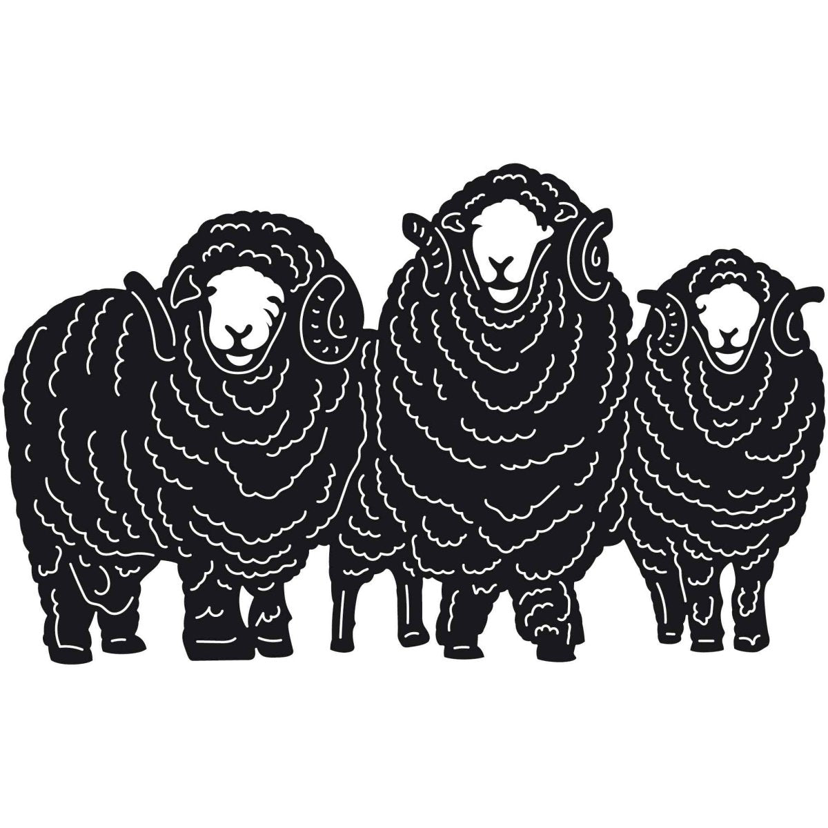 Australian Merino Sheep 17