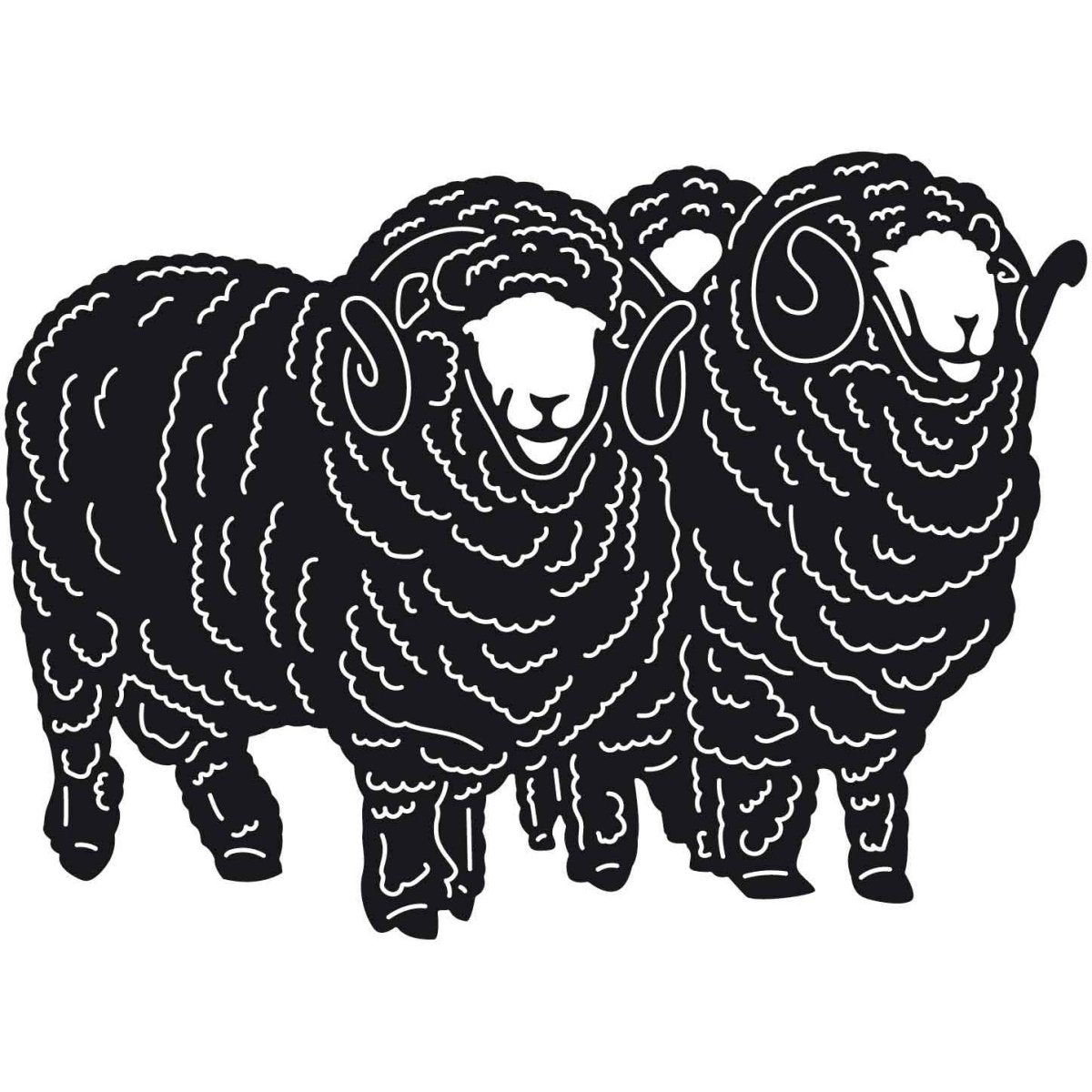 Australian Merino Sheep 19