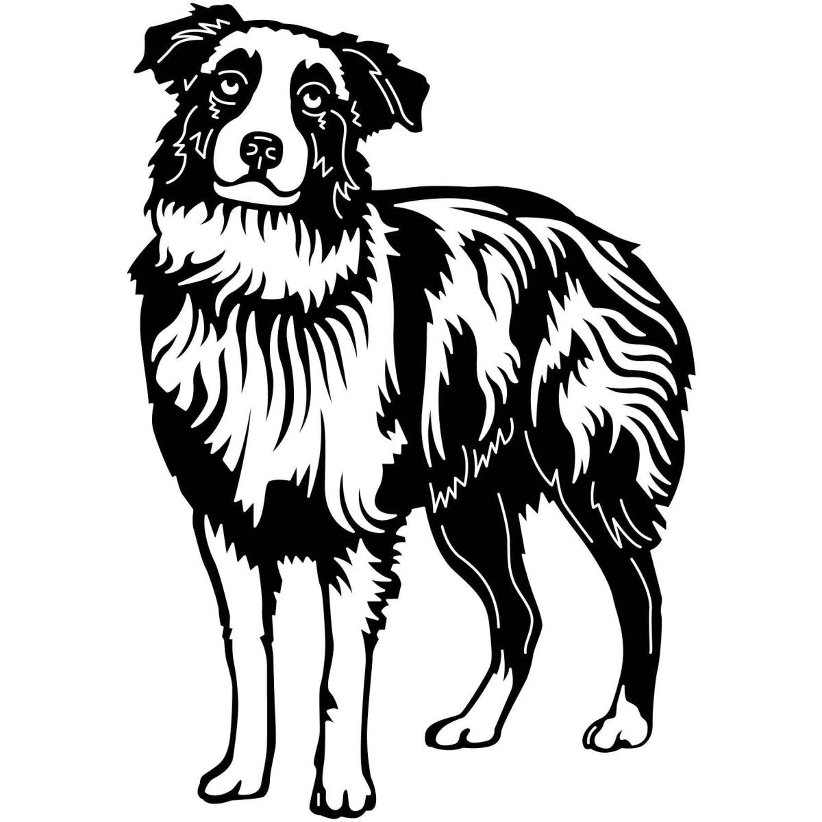 Australian Shepherd Dogs 08