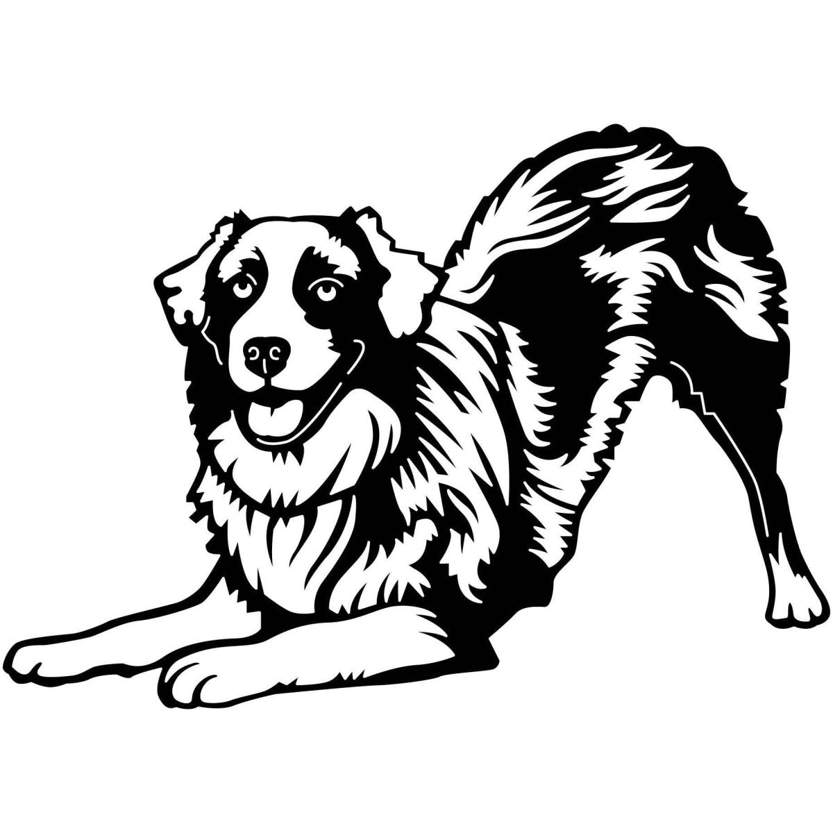 Australian Shepherd Dogs 10