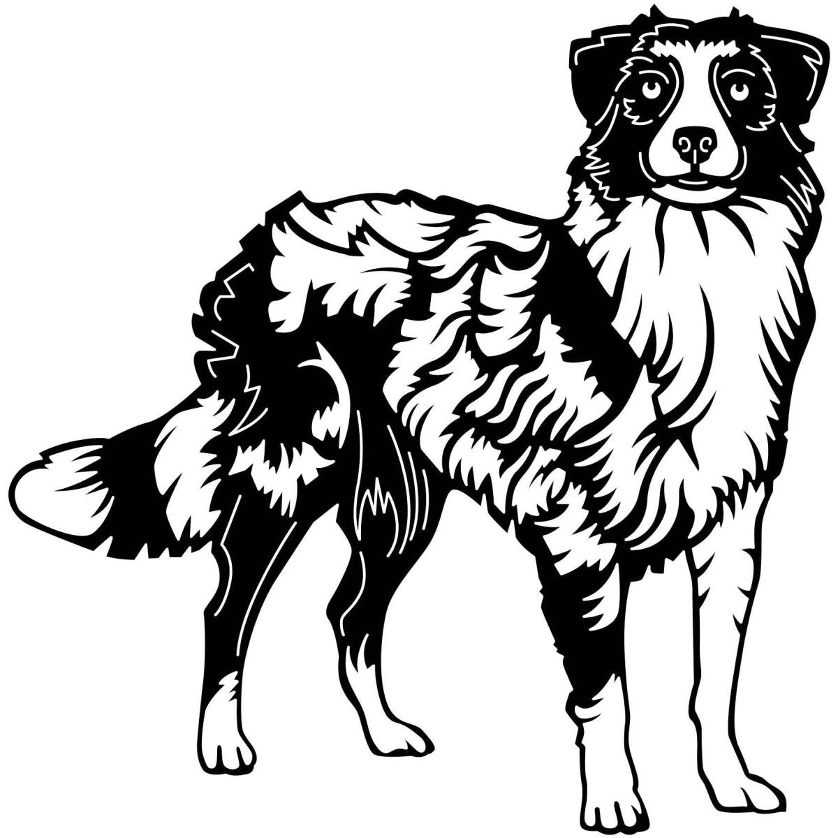 Australian Shepherd Dogs 12