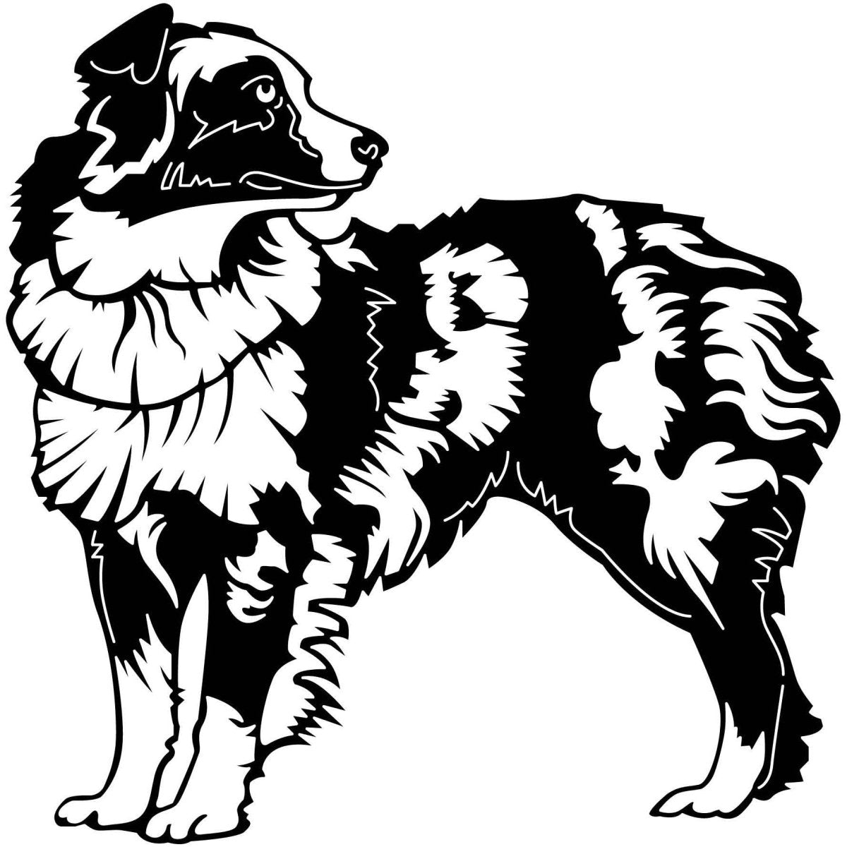 Australian Shepherd Dogs 15