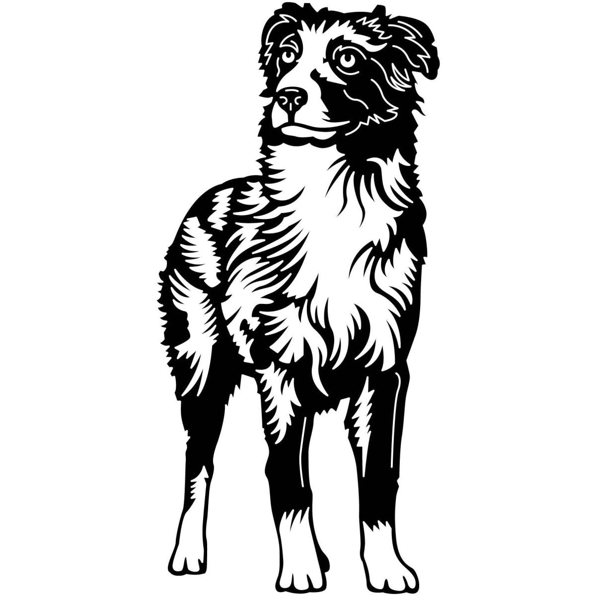 Australian Shepherd Dogs 17