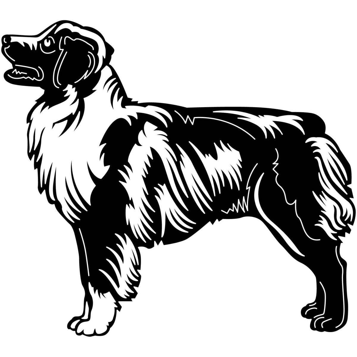 Australian Shepherd Dogs 18