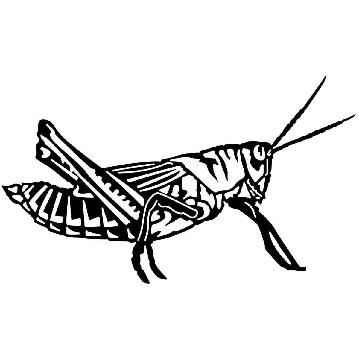 Grasshopper 11