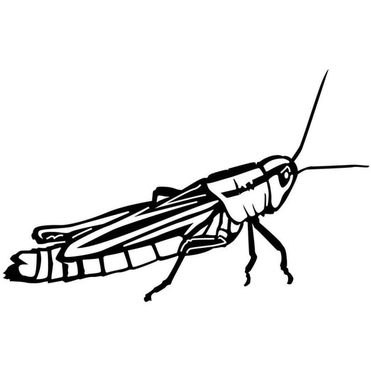 Grasshopper 12