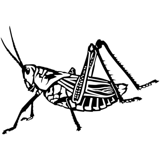 Grasshopper 13