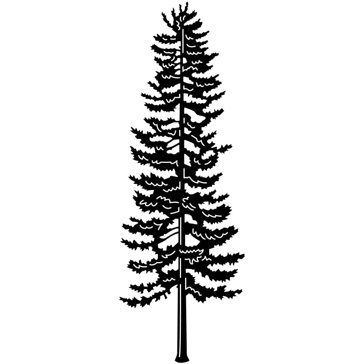 Pine Tree 11